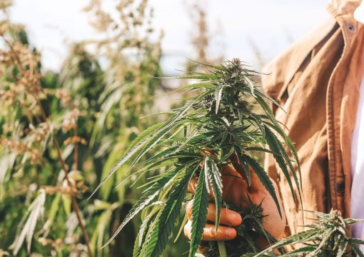 Australian Parliament House recognise Hemp as Earth’s most effective Carbon Sink