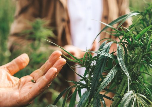 Phytoremediation with Hemp – The Big Picture