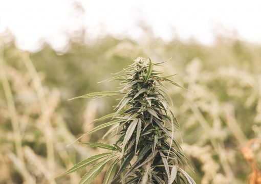 Industrial Hemp and Medicinal Cannabis | Myths and Realities