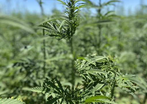 Carbon Sequestration: Harvesting carbon from Hemp