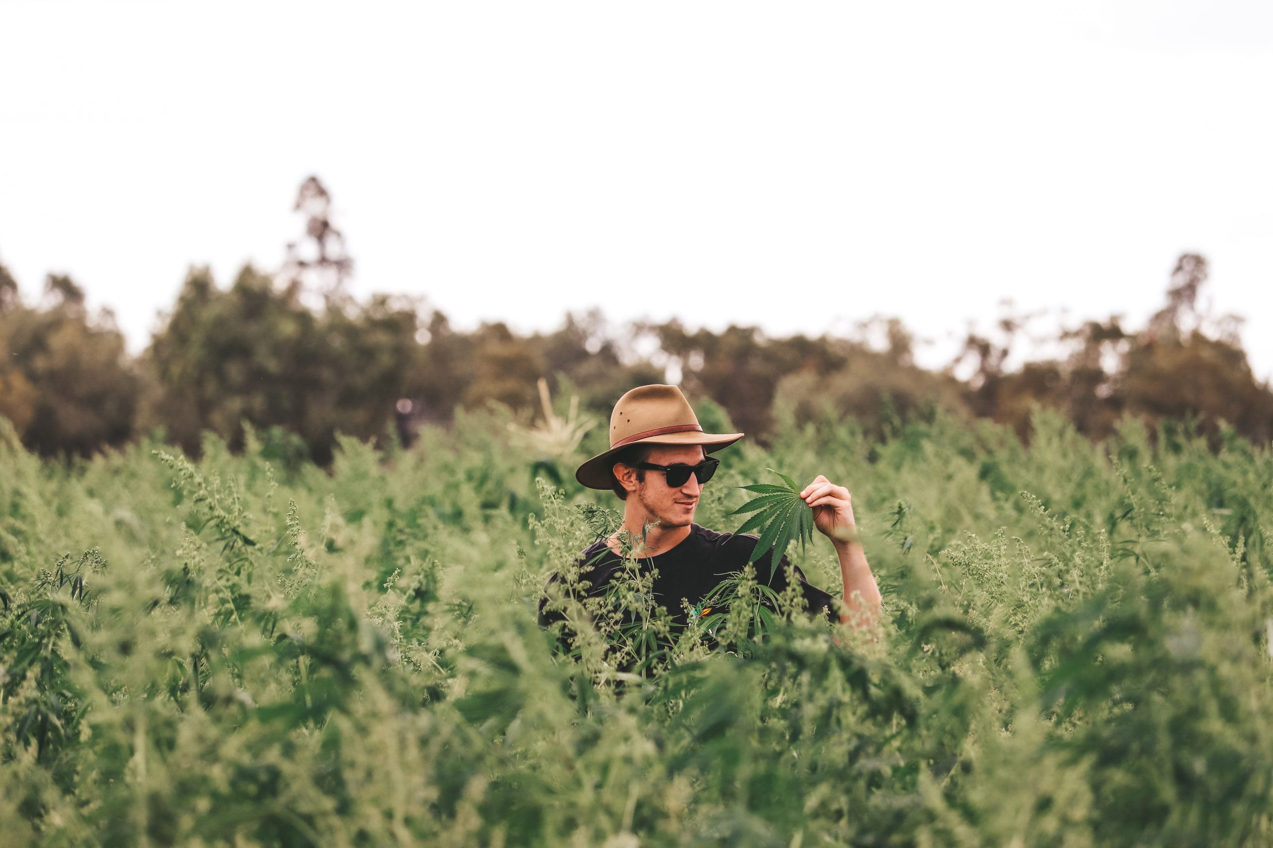 Hemp Farms Australia