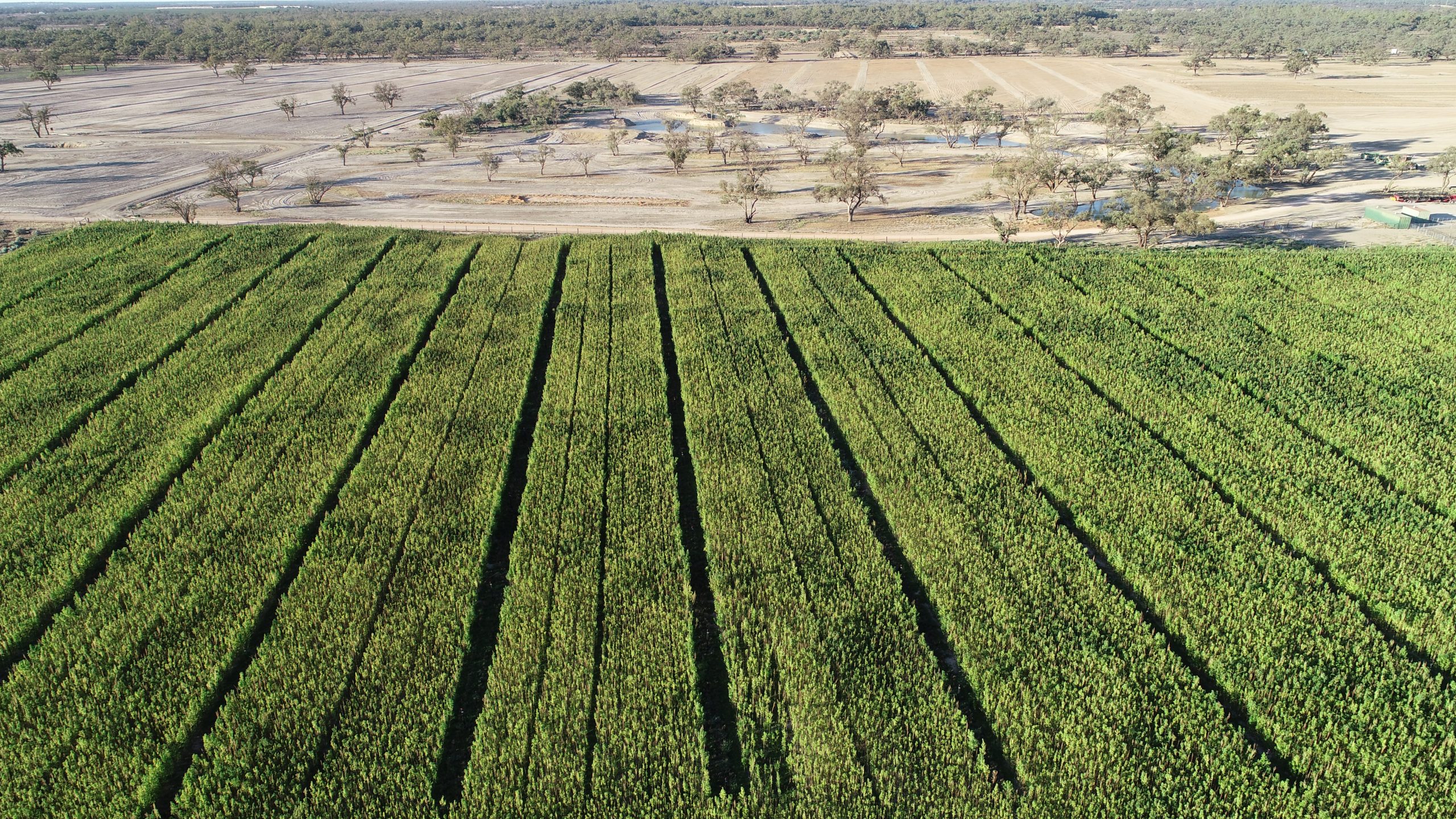 HFA Ruby Cultivar