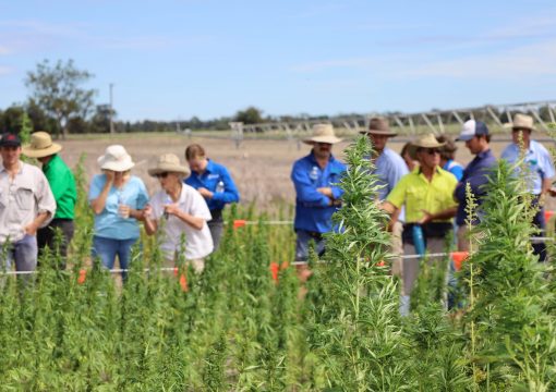 National Variety Trials – AgriFutures Australia