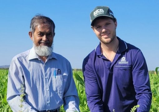 Industrial Hemp Field day demonstrates crop potential in the tropics