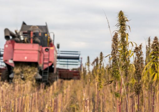 ‘The hemp revolution has already happened, now it needs reigniting’