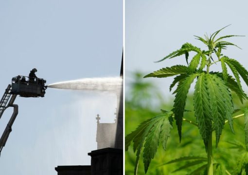 Belgium: Scientists To Use Hemp Plant To Clean Soil Contaminated With PFAS 