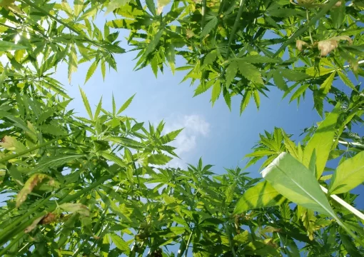 Hemp industry sees rising yields, prices after years of sharp declines, USDA says